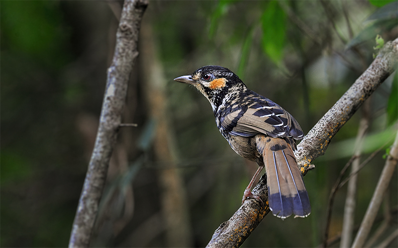 Chestnut-eared Laughingthrush at Mang Den (Mang Canh forest), Central Vietnam - Endemic birds of Vietnam -  Photo by Bui Duc Tien